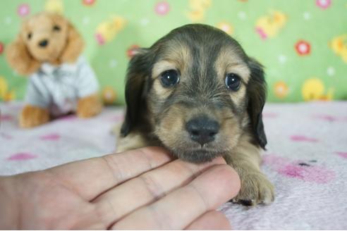 成約済の兵庫県のカニンヘンダックスフンド(ロングヘアード)-118447の1枚目