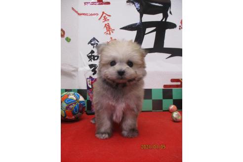 成約済の鳥取県のポメマル:ポメラニアン×マルチーズ-117717の3枚目