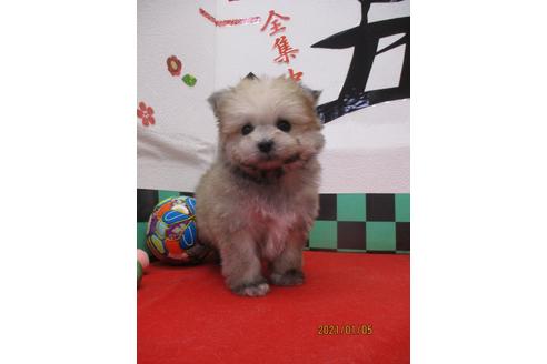 成約済の鳥取県のポメマル:ポメラニアン×マルチーズ-117717の1枚目