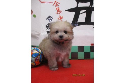 成約済の鳥取県のポメマル:ポメラニアン×マルチーズ-117717の2枚目