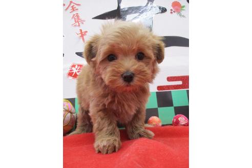 成約済の鳥取県のマルプー:マルチーズ×トイプードル-117708の2枚目