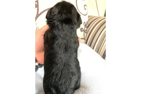 成約済の埼玉県のミニチュアシュナウザー-118474の3枚目