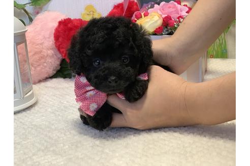 成約済の埼玉県のタイニープードル-117560の6枚目