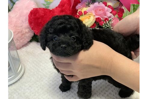 成約済の埼玉県のタイニープードル-117560の3枚目