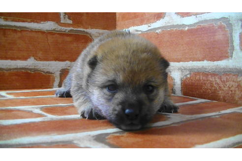 成約済の福岡県の豆柴-117357の8枚目