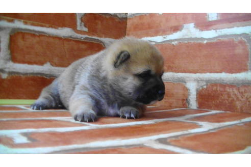 成約済の福岡県の豆柴-117357の7枚目