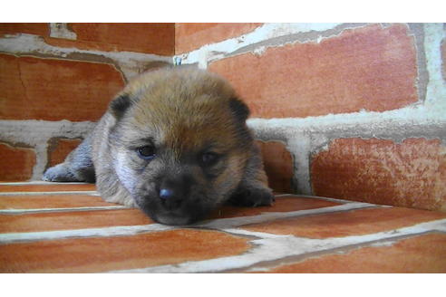 成約済の福岡県の豆柴-117357の6枚目