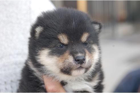 成約済の埼玉県の柴犬-118482