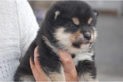 成約済の埼玉県の柴犬-118482の2枚目