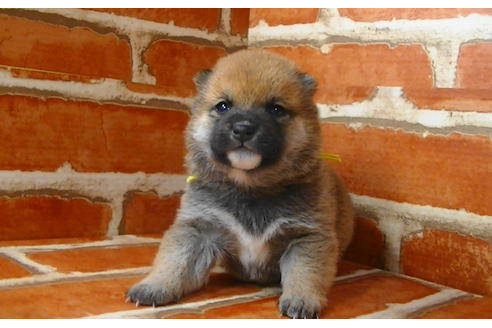 成約済の福岡県の豆柴-117356の12枚目