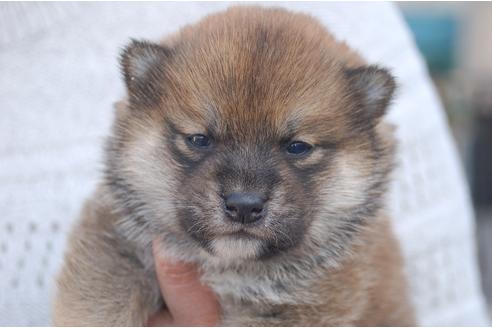 成約済の埼玉県の柴犬-118485