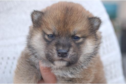 成約済の埼玉県の柴犬-118485の1枚目