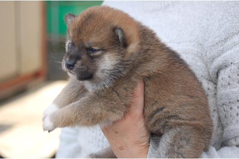 成約済の埼玉県の柴犬-118485の4枚目