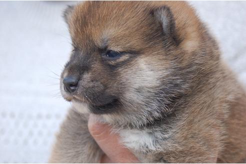 成約済の埼玉県の柴犬-118485の3枚目