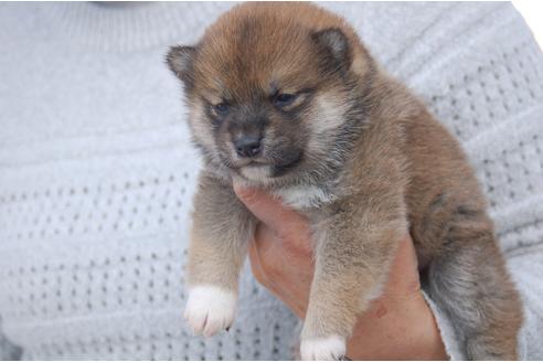 成約済の埼玉県の柴犬-118485の2枚目