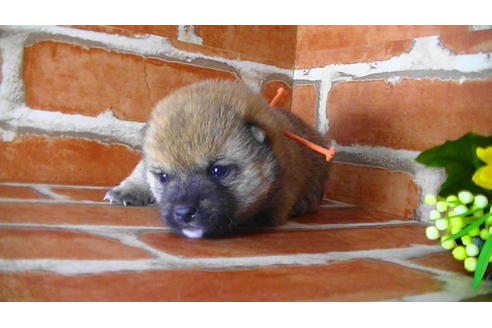 成約済の福岡県の豆柴-117371の10枚目