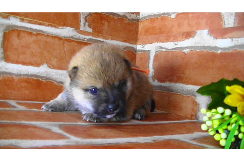 成約済の福岡県の豆柴-117371の9枚目