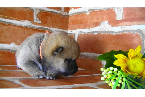 成約済の福岡県の豆柴-117371の8枚目