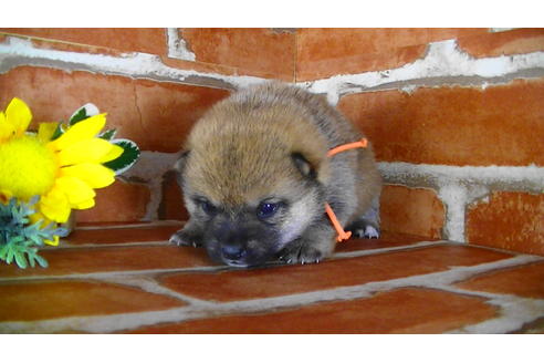 成約済の福岡県の豆柴-117371の7枚目