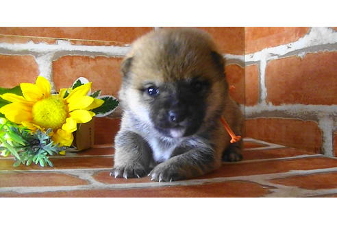 成約済の福岡県の豆柴-117371の6枚目