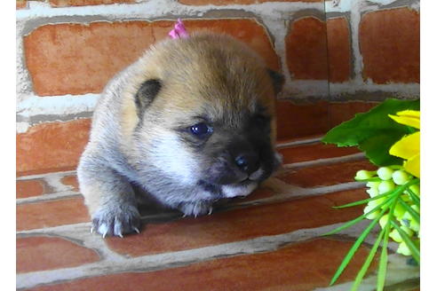 成約済の福岡県の豆柴-117372の9枚目