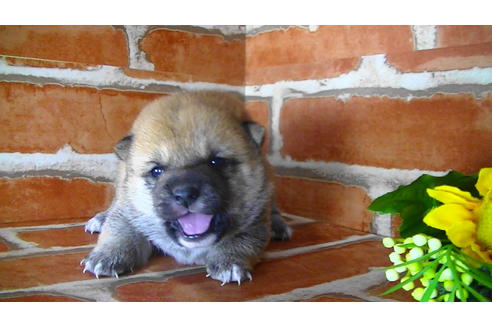 成約済の福岡県の豆柴-117372の7枚目