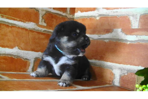 成約済の福岡県の豆柴-117374の11枚目