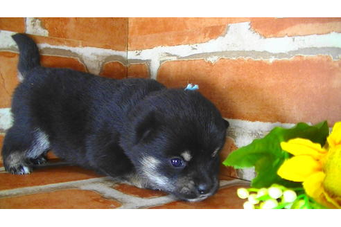 成約済の福岡県の豆柴-117374の10枚目