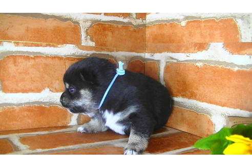 成約済の福岡県の豆柴-117374の9枚目