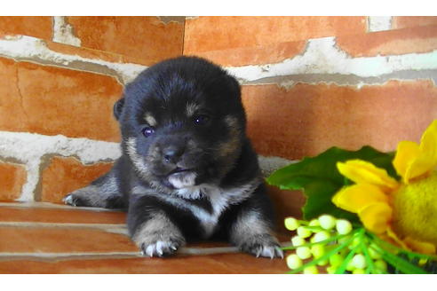 成約済の福岡県の豆柴-117374の8枚目