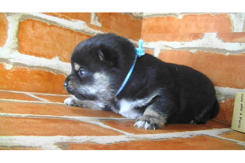 成約済の福岡県の豆柴-117374の7枚目