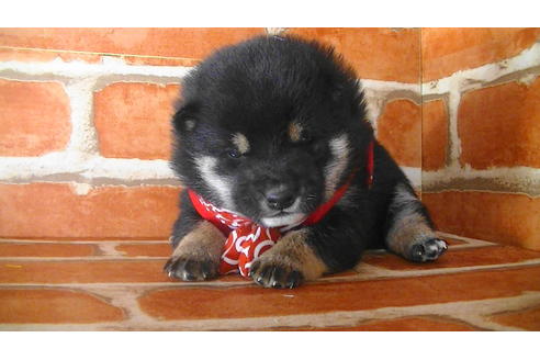 成約済の福岡県の豆柴-117368の3枚目