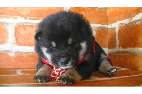 成約済の福岡県の豆柴-117368の2枚目