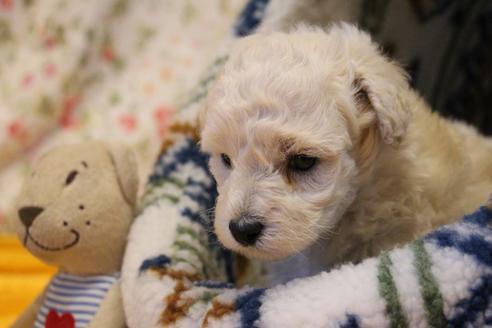 成約済の愛知県のトイプードル-115978の16枚目