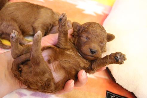 成約済の愛知県のトイプードル-117811の24枚目