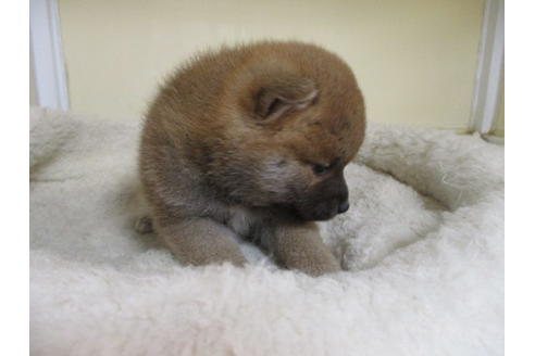 成約済の岡山県の柴犬-116199の7枚目