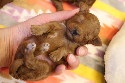 成約済の愛知県のトイプードル-117812の27枚目