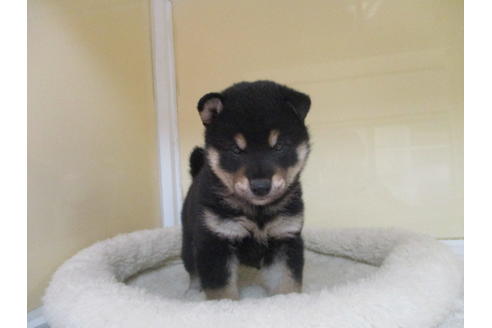 成約済の岡山県の柴犬-118535の1枚目