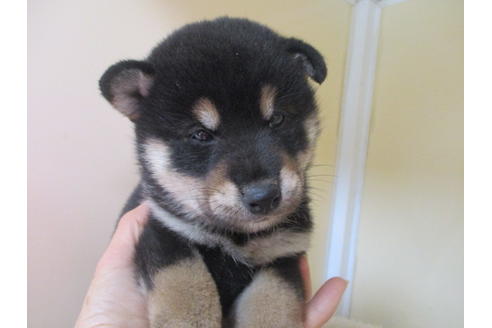 成約済の岡山県の柴犬-118535の5枚目