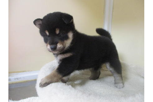 成約済の岡山県の柴犬-118535の4枚目