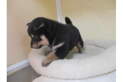 成約済の岡山県の柴犬-118535の3枚目