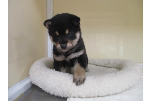 成約済の岡山県の柴犬-118535の2枚目