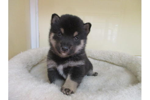 成約済の岡山県の豆柴-115805