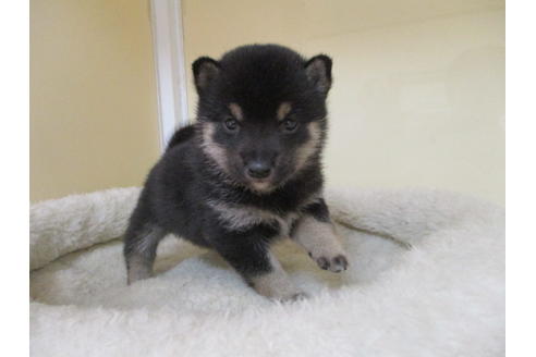 成約済の岡山県の豆柴-115805の5枚目