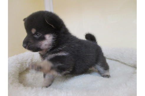 成約済の岡山県の豆柴-115805の4枚目