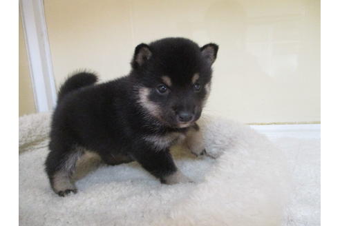 成約済の岡山県の豆柴-115805の3枚目