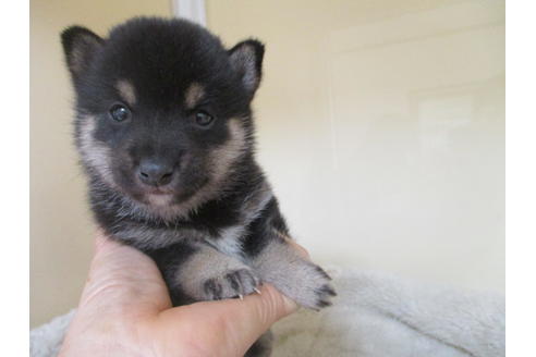 成約済の岡山県の豆柴-115805の2枚目