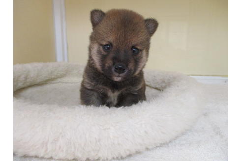 成約済の岡山県の豆柴-118545の8枚目