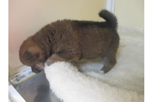 成約済の岡山県の豆柴-118545の7枚目