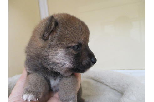 成約済の岡山県の豆柴-118545の6枚目